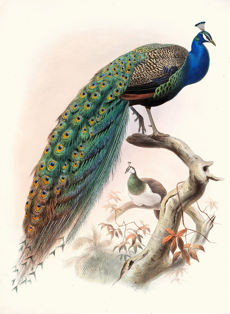 Pavão - Joseph Smith