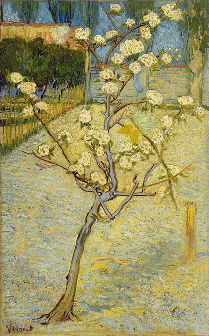 Pequena pereira em flor - Vincent van Gogh